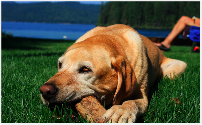 Columbia Gorge Veterinary Clinic dog Louie